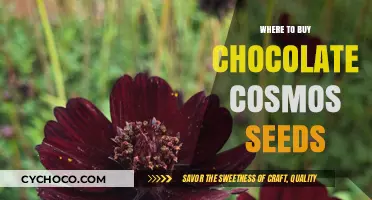 Where to Buy Chocolate Cosmos Seeds: A Gardener's Guide