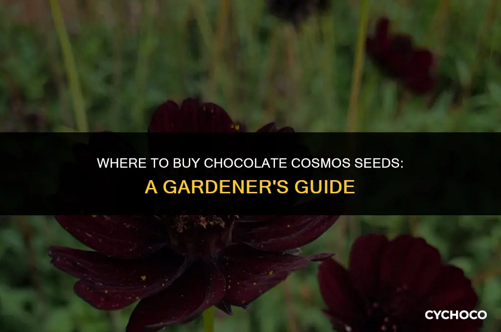 where to buy chocolate cosmos seeds