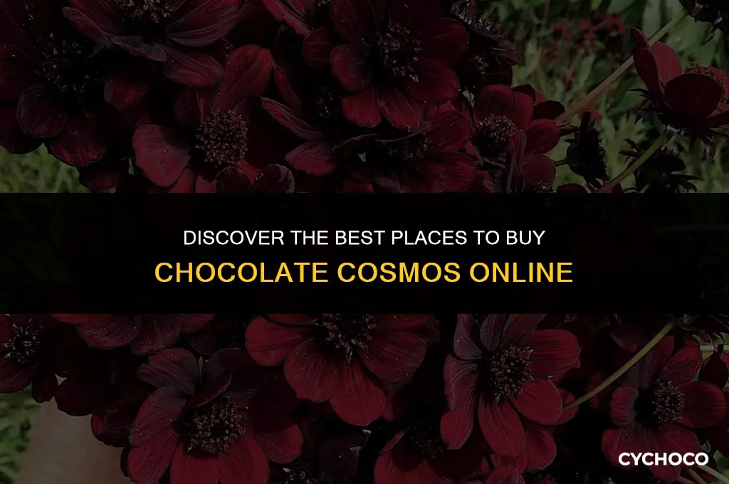 where to buy chocolate cosmos