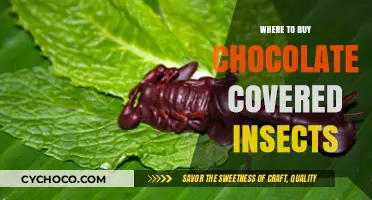 Sweet and Crunchy Delights: Where to Find Chocolate-Covered Insects