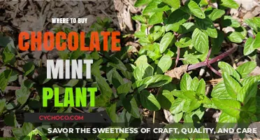 Best Places to Purchase Chocolate Mint Plants for Your Garden