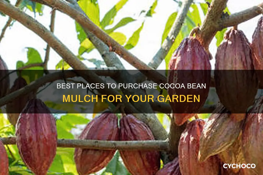 where to buy cocoa bean mulch