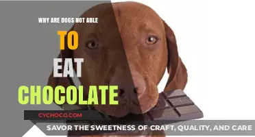 The Bitter Truth: Why Chocolate is Toxic to Dogs