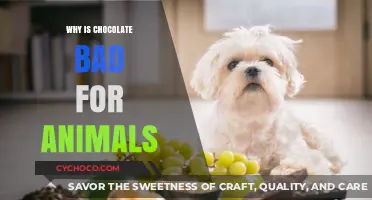 Chocolate's Dark Side: Why It's Harmful to Your Pets