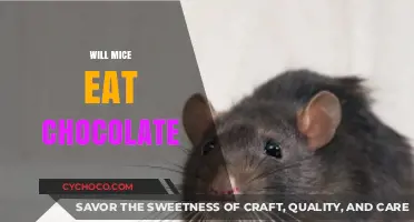 Can Mice Eat Chocolate? Uncovering the Truth About Rodent Diets