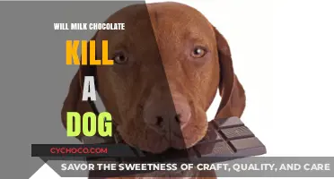 The Sweet Danger: Can Milk Chocolate Be Lethal to Dogs?