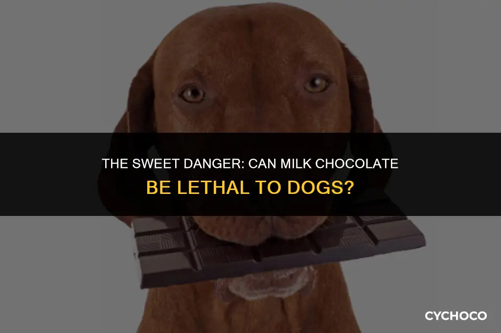 will milk chocolate kill a dog