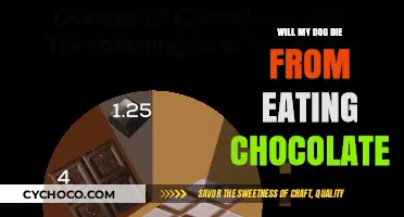 The Sweet Danger: Chocolate Toxicity in Dogs Explained