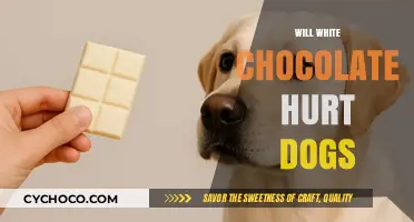 Can Dogs Eat White Chocolate? Understanding the Risks and Symptoms